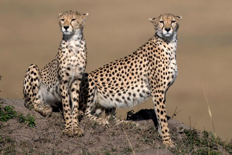 Cheetah_Duo